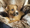 Willow