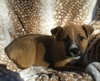 Willow