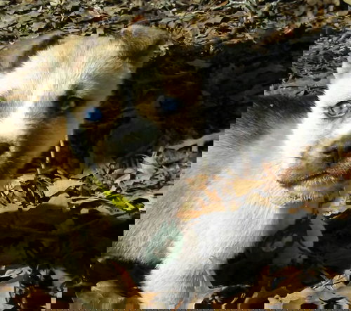 Zee