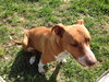 Reba Jane