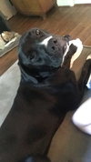 Oreo