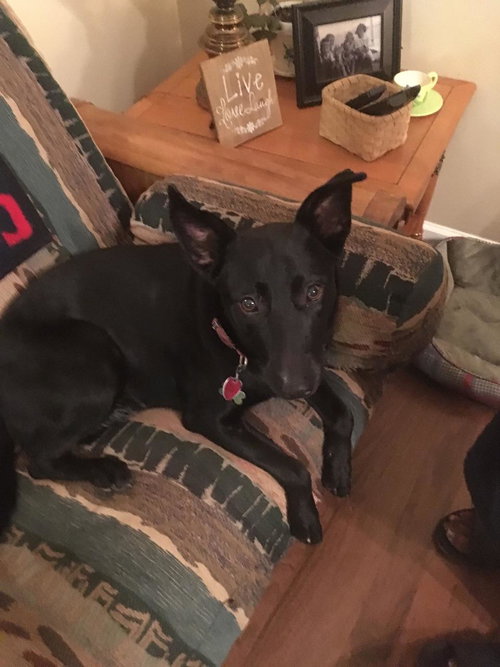 Sadie Sue