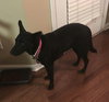 Sadie Sue