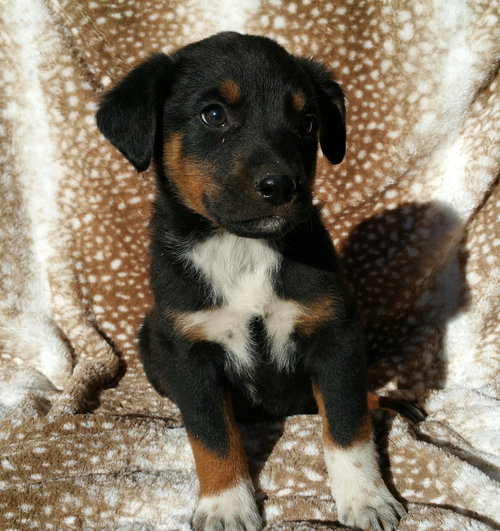 Dexter