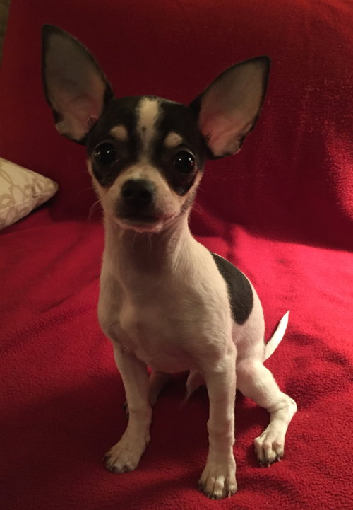 Louie