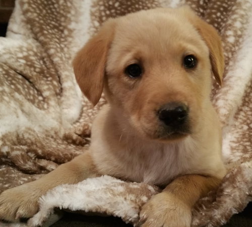 Cooper