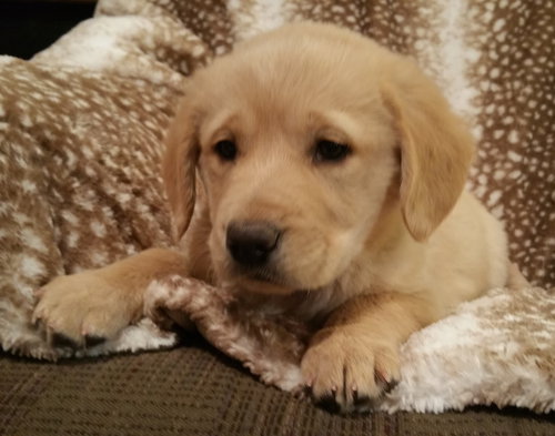 Freddie