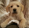 Freddie