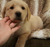 Freddie