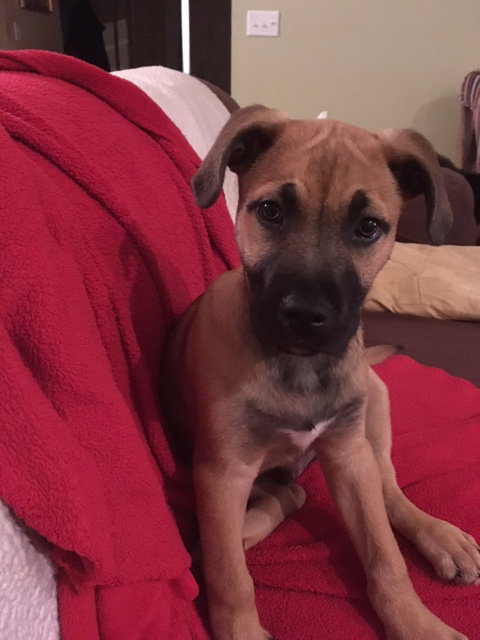 Scooby