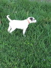 Darwin