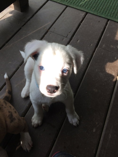 Dixie