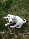 Dixie
