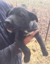Laney
