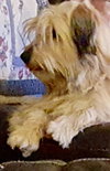 Wilson