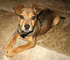 Baxter