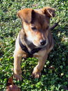 Baxter