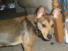 Baxter