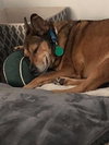 Baxter