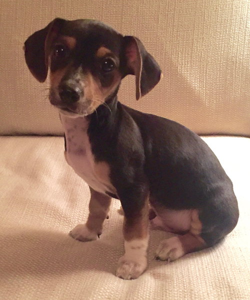 Percy