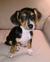 Percy