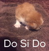 Do Si Do