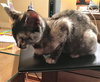Lilah