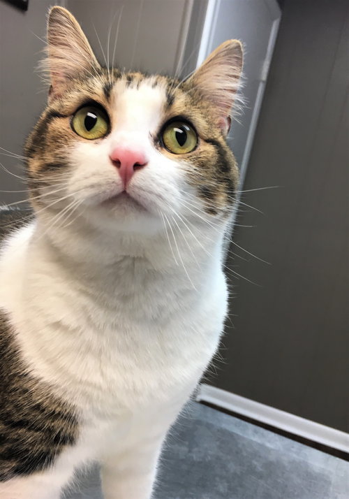 Maisy