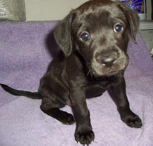 Lila