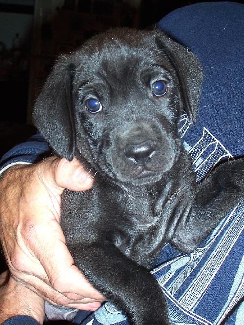 Louie