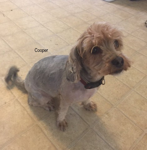 Cooper