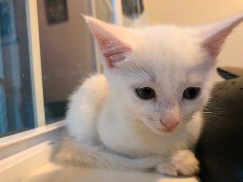 Khaleesi