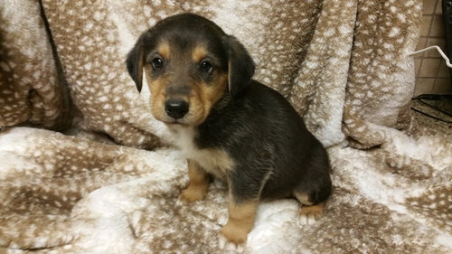 Max