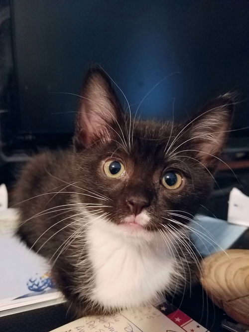 Ella