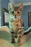 Percy