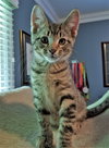Percy