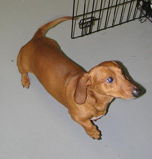 Oscar