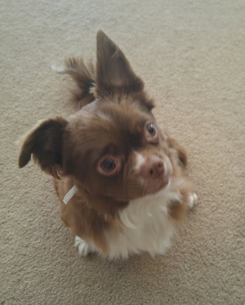Gizmo