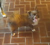 Gizmo
