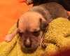 Lola