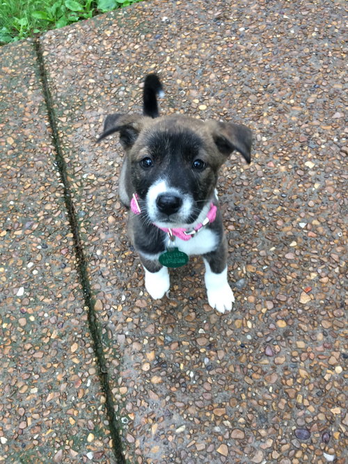 Josie