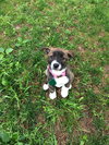 Josie
