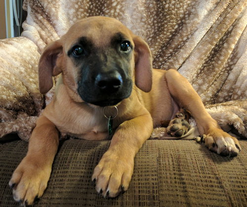 Roscoe