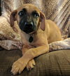 Roscoe