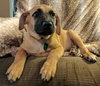 Roscoe
