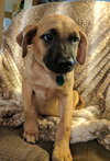 Roscoe