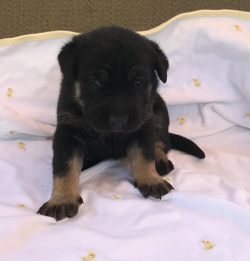 Roxie