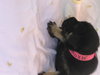 Roxie