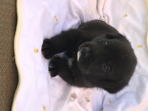 Bear
