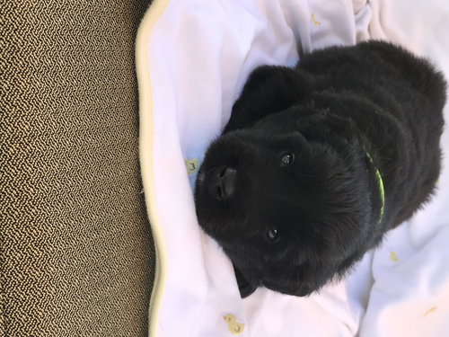 Bodhi